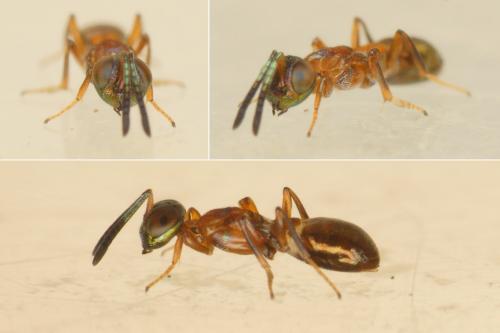 Anastatus sp.